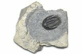 Mrakibina Trilobite - Mrakib, Morocco #363108-3